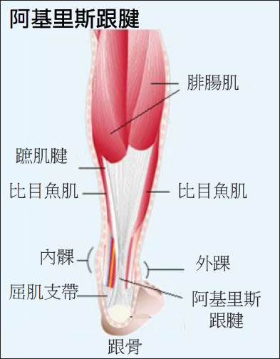 本頁圖片/檔案 - 阿基里斯腱